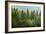 Forrest of Green Pine Trees on Mountainside with Rain-eric1513-Framed Photographic Print