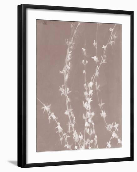 Forsythia in Grey-Sarah Cheyne-Framed Giclee Print