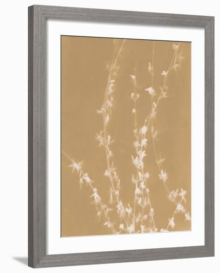 Forsythia-Sarah Cheyne-Framed Giclee Print