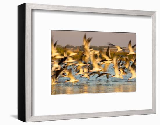 Fort De Soto Park, Pinellas County, St. Petersburg, Florida. A black skimmers blast off the beach.-Deborah Winchester-Framed Photographic Print