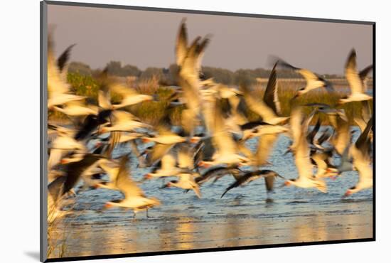 Fort De Soto Park, Pinellas County, St. Petersburg, Florida. A black skimmers blast off the beach.-Deborah Winchester-Mounted Photographic Print