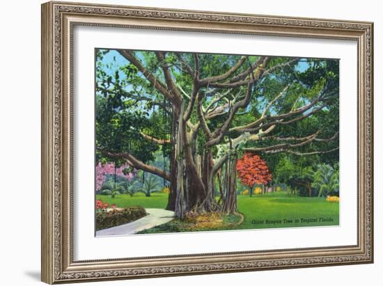 Fort Myers, Florida - View of a Giant Banyan Tree, c.1948-Lantern Press-Framed Art Print