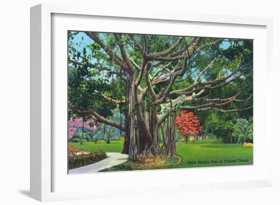 Fort Myers, Florida - View of a Giant Banyan Tree, c.1948-Lantern Press-Framed Art Print