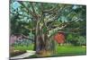 Fort Myers, Florida - View of a Giant Banyan Tree, c.1948-Lantern Press-Mounted Art Print