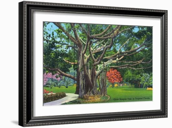 Fort Myers, Florida - View of a Giant Banyan Tree, c.1948-Lantern Press-Framed Art Print