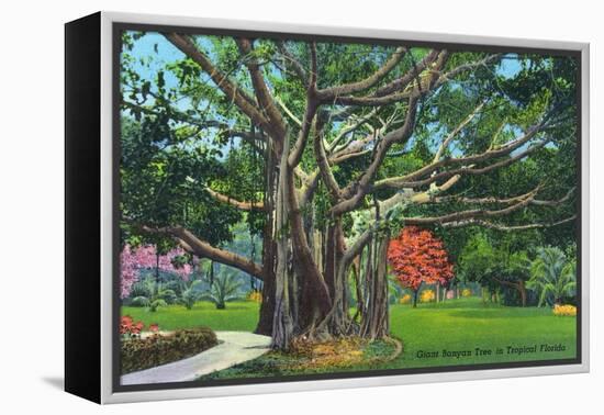 Fort Myers, Florida - View of a Giant Banyan Tree, c.1948-Lantern Press-Framed Stretched Canvas