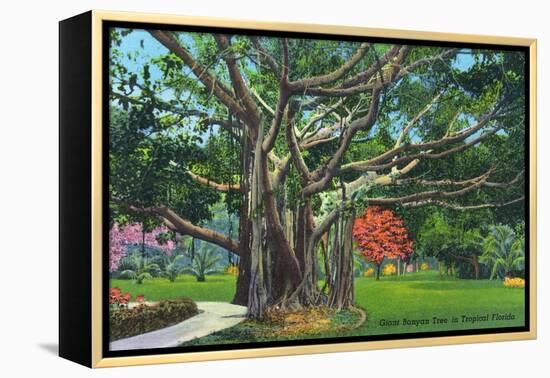 Fort Myers, Florida - View of a Giant Banyan Tree, c.1948-Lantern Press-Framed Stretched Canvas