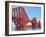 Forth Rail Bridge over the Firth of Forth, South Queensferry Near Edinburgh, Lothian, Scotland-Chris Hepburn-Framed Photographic Print