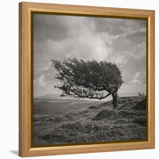 Fortitude-Doug Chinnery-Framed Premier Image Canvas