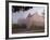 Fortress Marienberg in the Fog, WŸrzburg (City), Bavaria, Germany)-Rainer Mirau-Framed Photographic Print