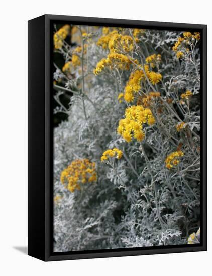 Fortunate Yellow Flower-Ryuji Adachi-Framed Premier Image Canvas