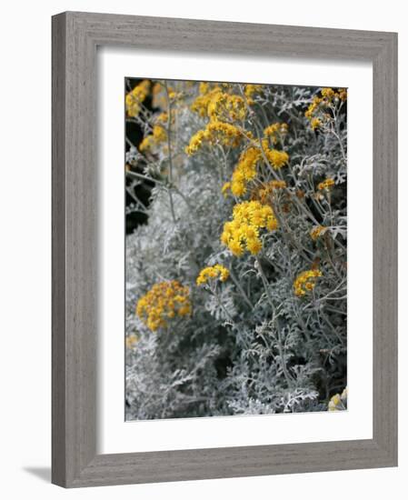 Fortunate Yellow Flower-Ryuji Adachi-Framed Photographic Print