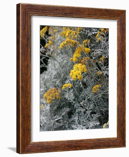 Fortunate Yellow Flower-Ryuji Adachi-Framed Photographic Print