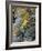 Fortunate Yellow Flower-Ryuji Adachi-Framed Photographic Print