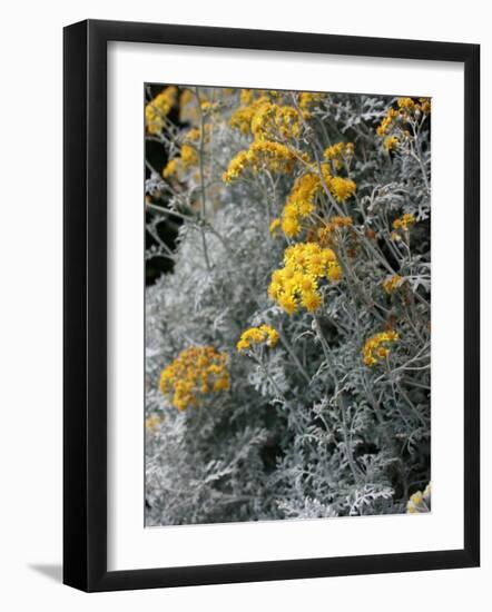 Fortunate Yellow Flower-Ryuji Adachi-Framed Photographic Print