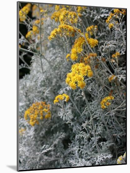 Fortunate Yellow Flower-Ryuji Adachi-Mounted Photographic Print