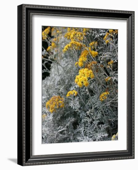 Fortunate Yellow Flower-Ryuji Adachi-Framed Photographic Print