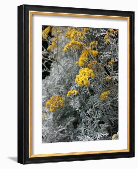 Fortunate Yellow Flower-Ryuji Adachi-Framed Photographic Print