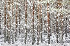 Uk, Scotland, Highlands, Braemar, Forest in Snow-Fortunato Gatto-Photographic Print