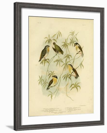 Forty-Spotted Diamondbird or Forty-Spotted Pardalote, 1891-Gracius Broinowski-Framed Giclee Print