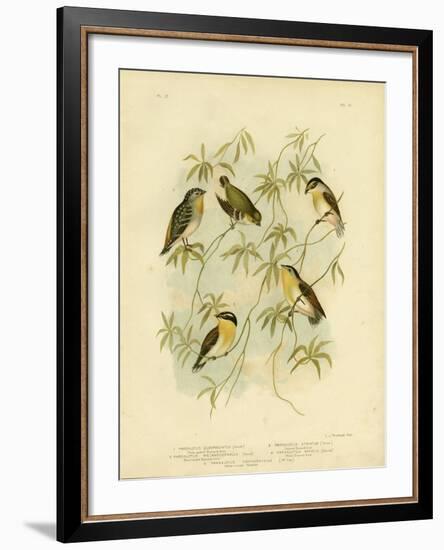 Forty-Spotted Diamondbird or Forty-Spotted Pardalote, 1891-Gracius Broinowski-Framed Giclee Print
