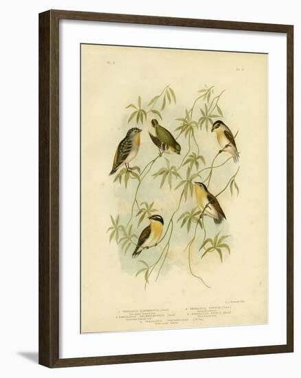 Forty-Spotted Diamondbird or Forty-Spotted Pardalote, 1891-Gracius Broinowski-Framed Giclee Print