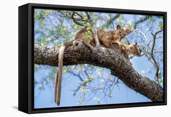 Fosa pair, mating in forest canopy, Madagascar-Nick Garbutt-Framed Premier Image Canvas