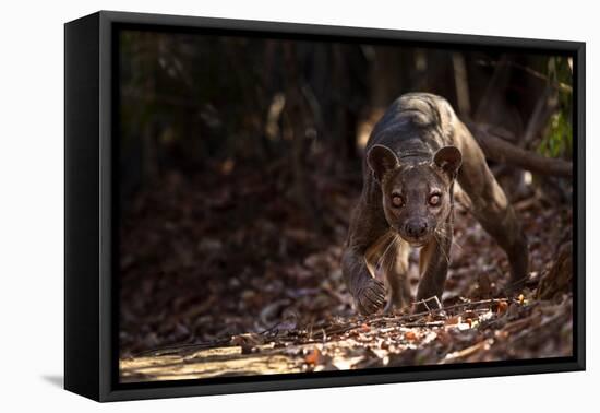 Fossa male prowling in dry deciduous forest, Madagascar-Alex Hyde-Framed Premier Image Canvas