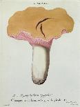 Hyprophyllum Aquifolii, Plate 38 from 'Iconographie Des Champignons De J. J. Paulet'-Fossier-Framed Premier Image Canvas