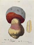 Hyprophyllum Aquifolii, Plate 38 from 'Iconographie Des Champignons De J. J. Paulet'-Fossier-Premier Image Canvas