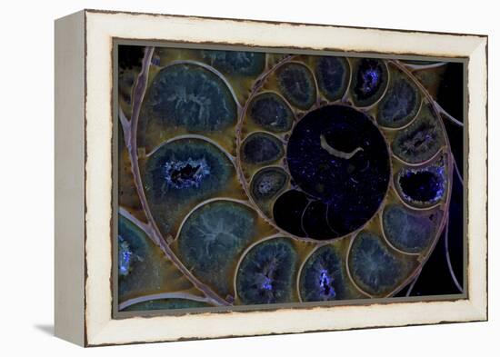 Fossil ammonite under UV light, Madagascar-John Cancalosi-Framed Premier Image Canvas