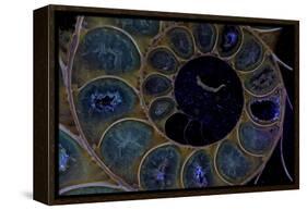 Fossil ammonite under UV light, Madagascar-John Cancalosi-Framed Premier Image Canvas