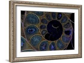 Fossil ammonite under UV light, Madagascar-John Cancalosi-Framed Photographic Print