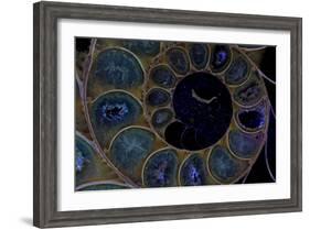 Fossil ammonite under UV light, Madagascar-John Cancalosi-Framed Photographic Print