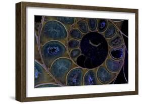 Fossil ammonite under UV light, Madagascar-John Cancalosi-Framed Photographic Print