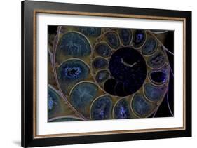 Fossil ammonite under UV light, Madagascar-John Cancalosi-Framed Photographic Print