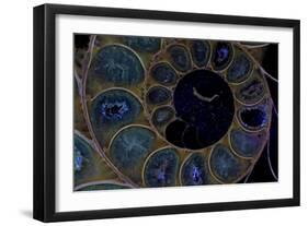 Fossil ammonite under UV light, Madagascar-John Cancalosi-Framed Photographic Print