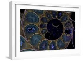 Fossil ammonite under UV light, Madagascar-John Cancalosi-Framed Photographic Print
