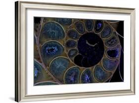 Fossil ammonite under UV light, Madagascar-John Cancalosi-Framed Photographic Print