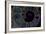 Fossil ammonite under UV light, Madagascar-John Cancalosi-Framed Photographic Print