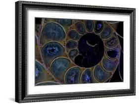 Fossil ammonite under UV light, Madagascar-John Cancalosi-Framed Photographic Print