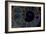 Fossil ammonite under UV light, Madagascar-John Cancalosi-Framed Photographic Print