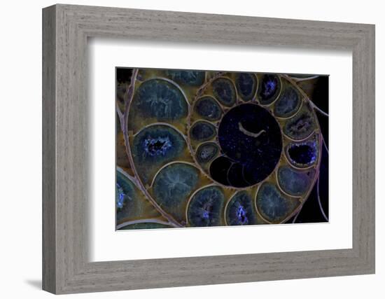 Fossil ammonite under UV light, Madagascar-John Cancalosi-Framed Photographic Print