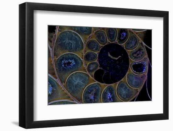 Fossil ammonite under UV light, Madagascar-John Cancalosi-Framed Photographic Print