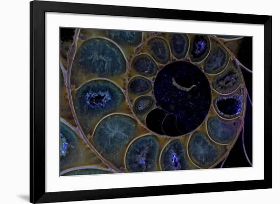 Fossil ammonite under UV light, Madagascar-John Cancalosi-Framed Photographic Print