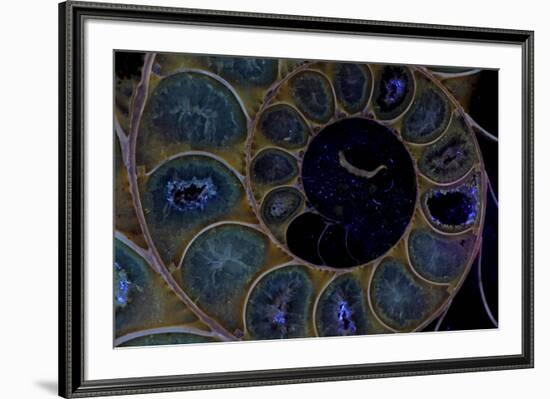 Fossil ammonite under UV light, Madagascar-John Cancalosi-Framed Photographic Print