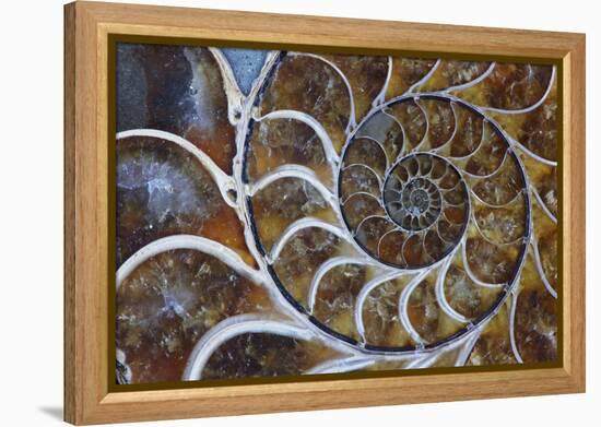 Fossil Ammonite, Upper Early Cretaceous-null-Framed Premier Image Canvas