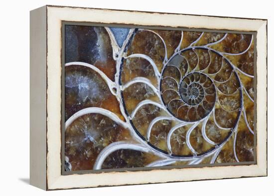 Fossil Ammonite, Upper Early Cretaceous-null-Framed Premier Image Canvas