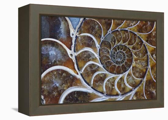 Fossil Ammonite, Upper Early Cretaceous-null-Framed Premier Image Canvas