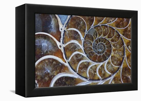 Fossil Ammonite, Upper Early Cretaceous-null-Framed Premier Image Canvas